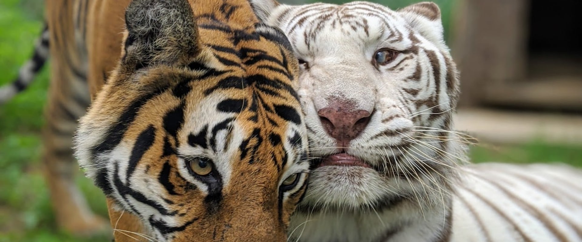 Are there any zoos or aquariums available in charlotte, north carolina?