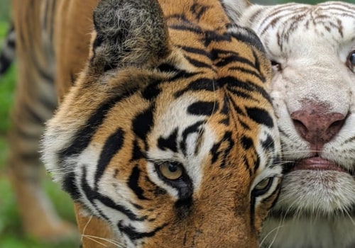 Are there any zoos or aquariums available in charlotte, north carolina?